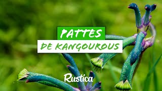 L’anigozanthos patte de kangourous [upl. by Ayr252]