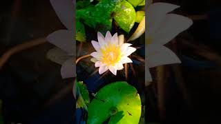 waterlily flowers [upl. by Mohammad]