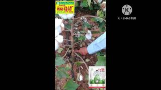 sai bhavya seeds cotton Super Target hybrid Seeds lowinvestment good quality high yield [upl. by Esme]