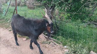 La ganadería caprina de Nazaret [upl. by Carmella]