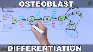 Osteoblast and its Differentiation [upl. by Asus579]