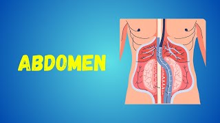 Abdominal Organs  Aorta and its Branches  Muscles of Posterior Abdominal Wall [upl. by Nadnerb]