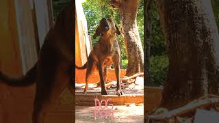 Cachorro latindo shorts angry [upl. by Neetsyrk752]