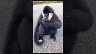 Funny Monkey Videos  Wildlife  Ep 17 [upl. by Anyah]