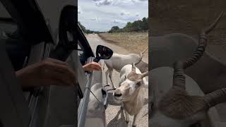 Isn’t Addax so gentle 😍sanantonio texas animalsafari animallover animafeeding addax [upl. by Stouffer]