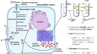 The Mechanism of Insulin Release by Pancreatic βcells [upl. by Llenehs]