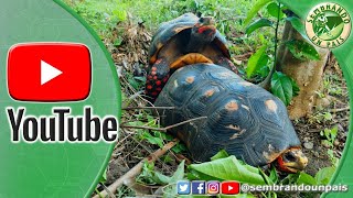 ¿Cómo se Reproducen las Tortugas Terrestres o Morrocoyes Shorts [upl. by Nemzzaj]