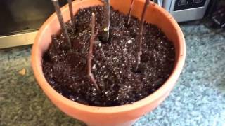 Juneberry Serviceberry Cutting Propagation Indoors [upl. by Nahpos602]