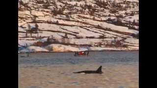 Späckhuggarsafari i Lofoten [upl. by Maite431]