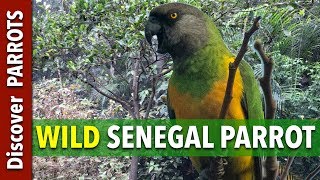 Senegal Parrot Wild on Tenerife Island  Discover PARROTS [upl. by Enisaj]