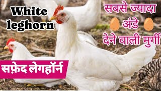 White leghorn murgi सफ़ेद लेगहॉर्न breed egg farming poultry [upl. by Nims]