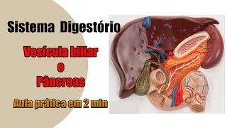 Sistema Digestório  Vesícula biliar e Pâncreas  Anatomia Humana [upl. by Ramak]