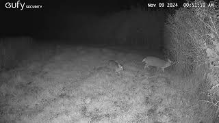 Doe Muntjac with fawn in Great Bradley [upl. by Laersi602]