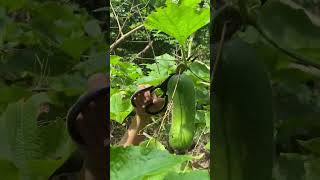 Winter Melon gardening harvest fruit wintermelon nature satisfying shortvideo shorts [upl. by Shane]