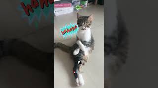 KUCING UMROH shortvideo funny shorts foryou [upl. by Jory890]