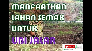 MANFAATKAN LAHAN SEMAK UNTUK UBI JALAR [upl. by Oettam905]