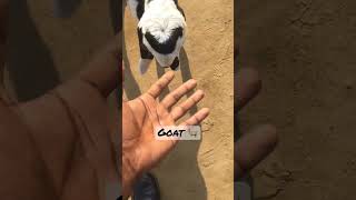 goatfarming trendingshorts viralvideo 🐐😱😱 [upl. by Notnek377]