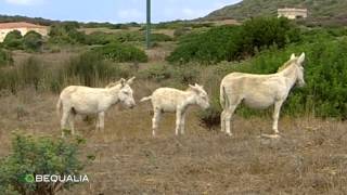 Asinara  Il regno degli asini bianchi  Sardegna [upl. by Peedsaj67]