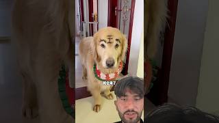 tobo ka face kharab kya dog doglover shortvideo shorts amazingfacts [upl. by Kalle]