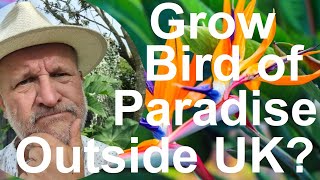 Tropical Gardens UK Can You Grow Hardy Bird of Paradise Flower Plant  Strelitzia in your Garden [upl. by Anaud]