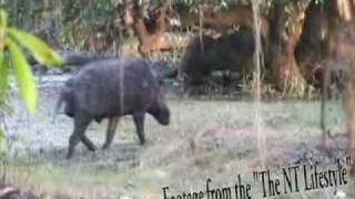 The Feral Pig in Australia [upl. by Aihcrop]