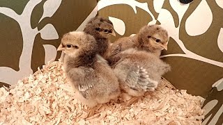 Newly Hatched AutoSexing Cream Legbar Chicks [upl. by Baer]