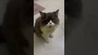 youtubeshorts cat kuniyamuthur coimbathore catlover funny reels facts [upl. by Billi]