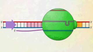 mRNA Synthesis Animation Video [upl. by Nybbor]