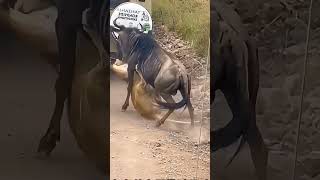 bull vs lion animals wildlife lions attack safari jungle wildanimals wildlifephotography [upl. by Jaquenetta93]