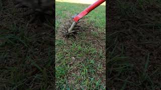 Get The Fastest Grass Seed Germination grass lawn seeds fall renovation lawncare [upl. by Michale]