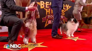 Beverly Hills Dog Show 2019 Best in Show Full Judging  NBC Sports [upl. by Einot]