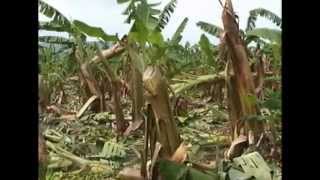 Daños por viento en fincas bananeras de Coyoles Central OlanchitoHonduras [upl. by Ettevroc]