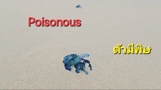 Poisonous blue bottles fill the beach🚫ตัวมีพิษเต็มหาดทะเล [upl. by Rider]