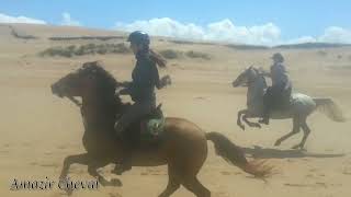 Course de chevaux sur la plage au triple galop  Amazir Cheval  quotlets goquot [upl. by Assenad]