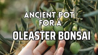 Reviving an oleaster Bonsai Repotting in Ancient Handcrafted Vessels Bonsai Diary 26 [upl. by Ashien247]