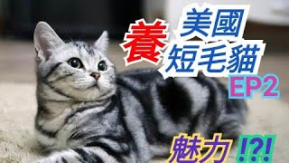 美國短毛貓的魅力！2023新影片貓咪大學卡卡喵CatKitten、Cat breeds貓糧Cat foodCat bed貓玩具Cat toysBritish Shorthair [upl. by Aley]