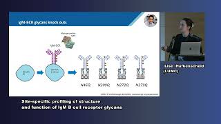 Dr Lise Hafkenscheid Sitespecific profiling of structure amp function of IgM B cell receptor glycans [upl. by Ignacio]