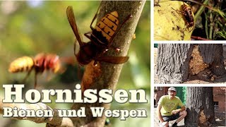 Hornissen Honigbienen und Wespen hautnah erleben [upl. by Devad]