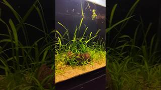 Aquarium plant growing [upl. by Nibas]