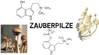 Alles über Zauberpilze Psylocybinhaltige Pilze [upl. by Leahci22]