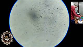 How to use a Hemocytometer For Single Spore Isolations And Serial Dilutions of MushroomsFungi [upl. by Ahcim]