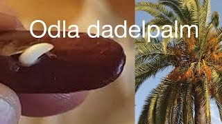 Odla dadlar  grow dates from seed part 1 [upl. by Sandye]