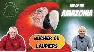 Bûcher ou Lauriers  Life Of The Amazonia [upl. by Iramat688]