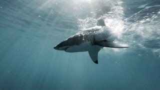 L’ ILE des GRANDS REQUINS BLANCS du PACIFIQUENORD  Chapitre 2 [upl. by Malloch]