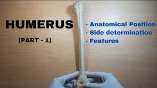 humerus bone anatomy 3d  anatomy of humerus bone attachments anatomy  bones of upper limb [upl. by Brinna]