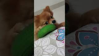 Tuffy🐶 Sab Samajhta Hai shortsvideo 😍 [upl. by Nikolaus]