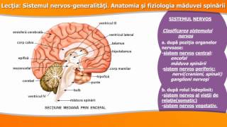 SISTEMUL NERVOSGENERALITĂȚI ANATOMIA ȘI FIZIOLOGIA MĂDUVEI SPINĂRII [upl. by Adonis22]