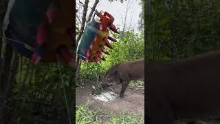 Amazing Most Building Beautiful House Wild Pig Trap Using Gas Cylinder wildanimal animals short [upl. by Arramas230]