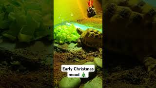 Trunky the Horsefield Tortoise 🐢early Christmas mood veronikakoleva2372 shorts short christmas [upl. by Anerdna]