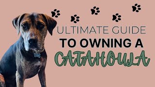 The Ultimate Guide To Owning A Catahoula Leopard Dog Essential Tips For Success [upl. by Onairotciv7]